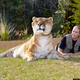 Illustration for article titled Worlds Largest Living Cat